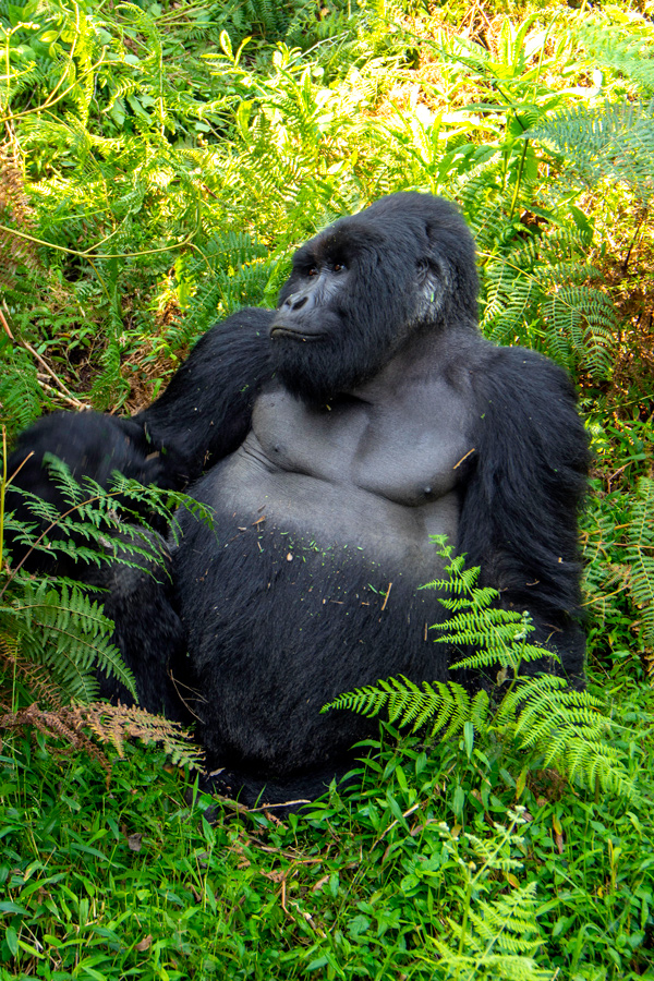 mountain gorillas uganda