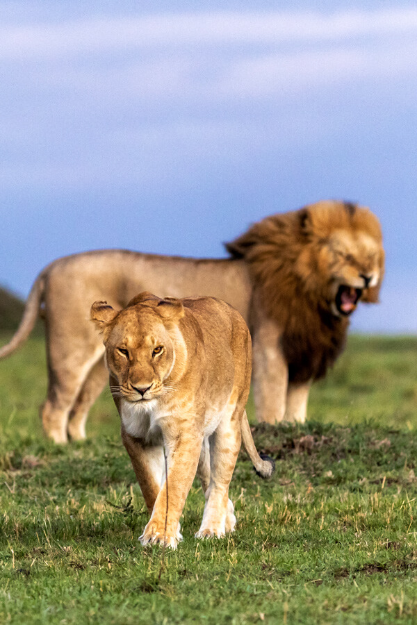 wildlife kenya