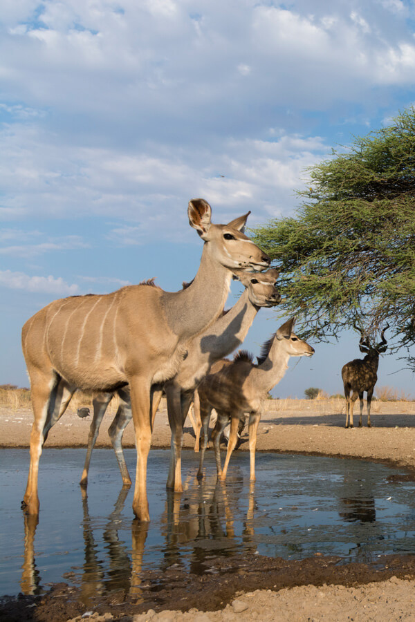 best of namibia