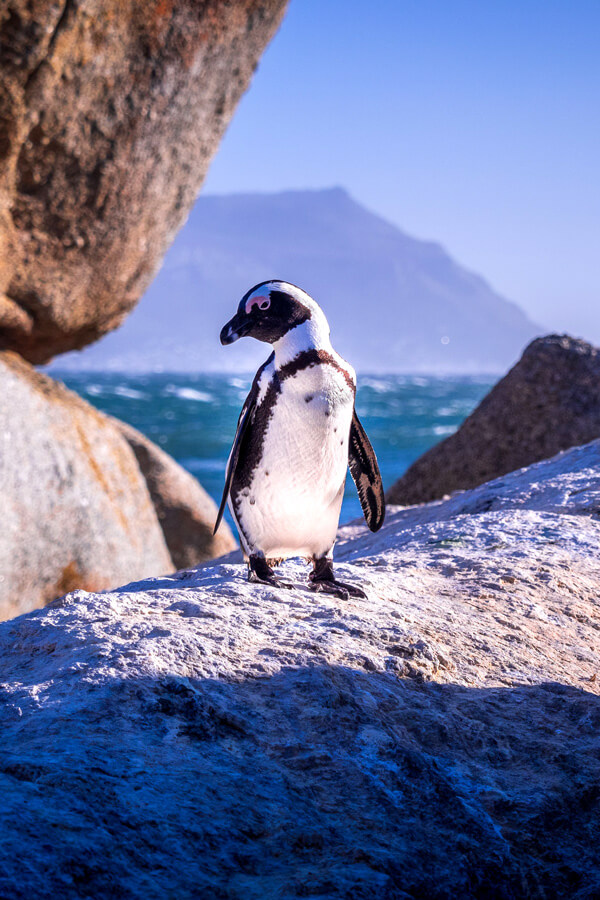 visit south africa