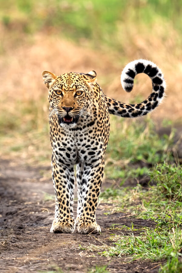wildlife in tanzania