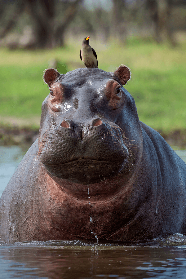 wildlife in victoria falls