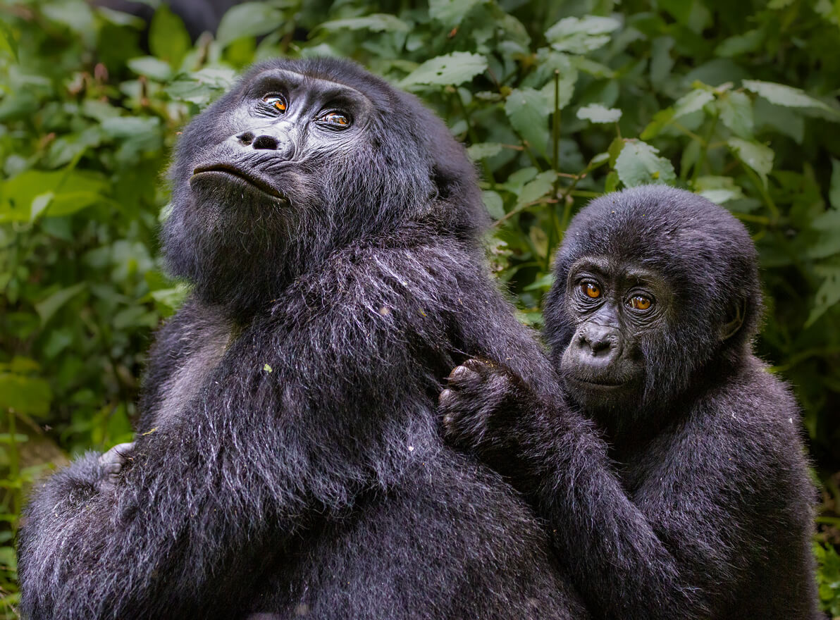 mountain gorillas rwanda